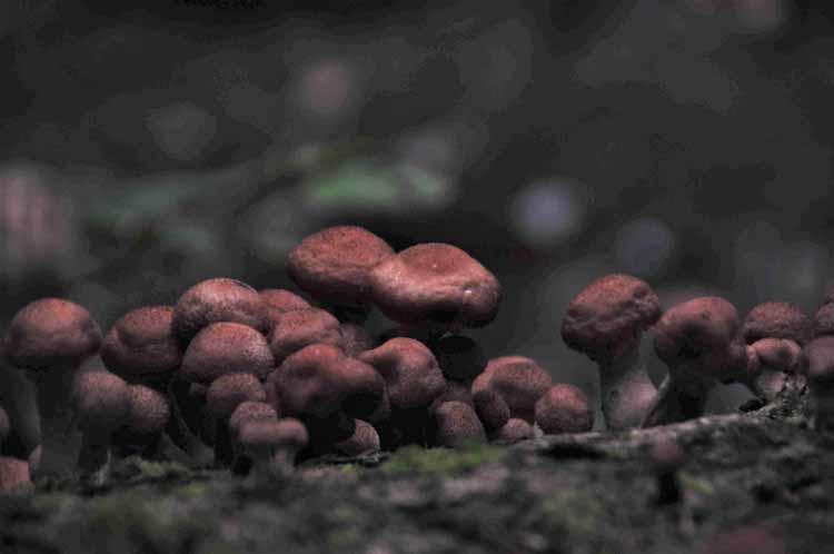 mushrooms